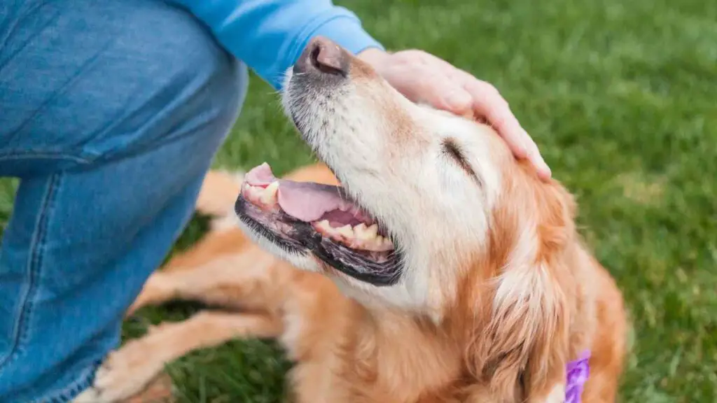 zijn golden retriever aanhankelijk en liefdevol