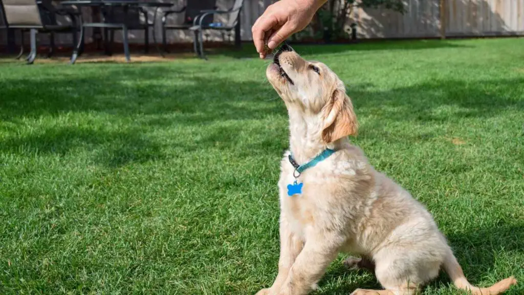 zijn golden retriever, gemakkelijk te trainen