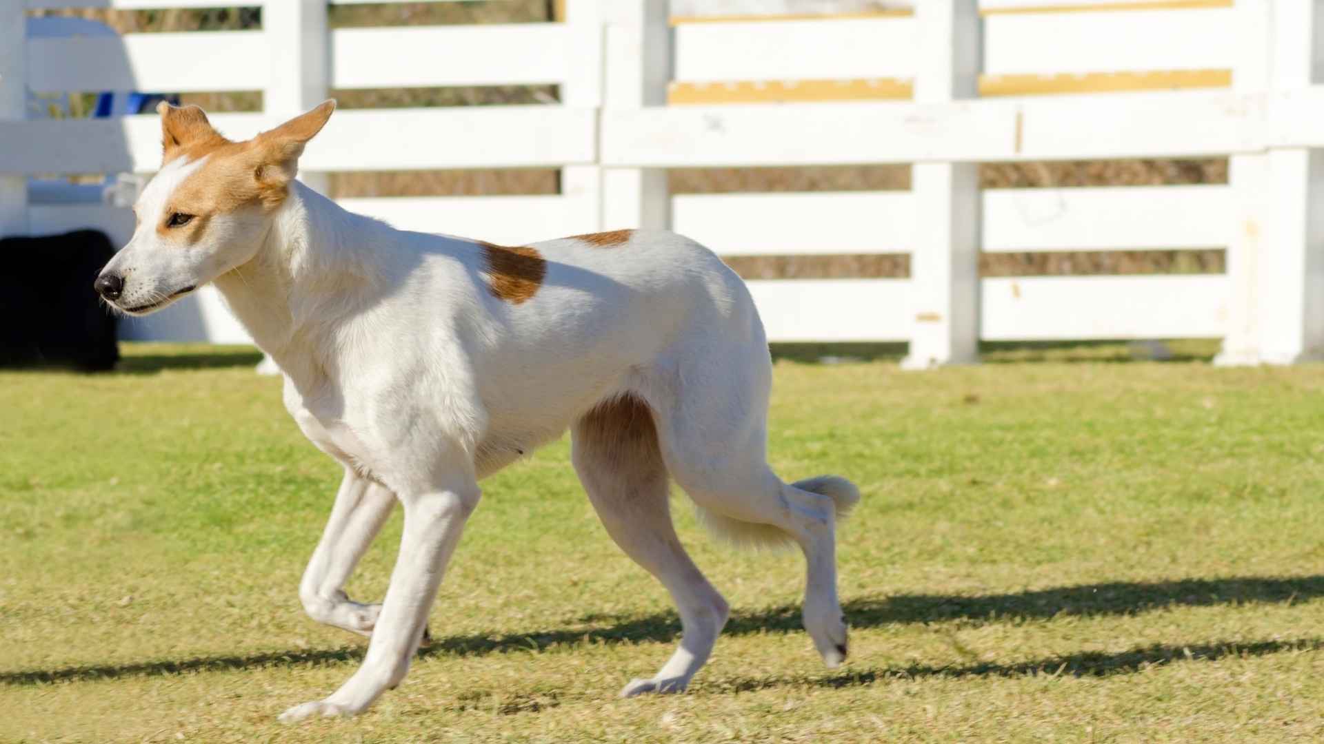 Kanaän Hond