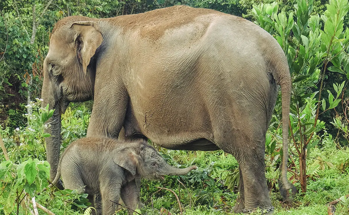 De Sumatraanse olifant: wie is het? Waar en hoe woont hij?