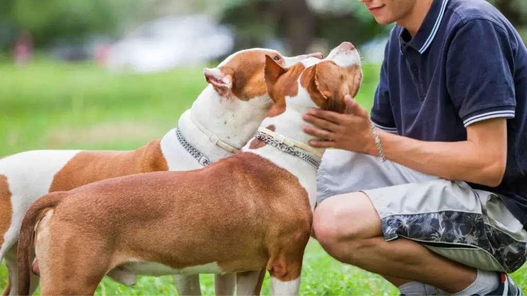 De loyaliteit van Pit Bulls aan hun families