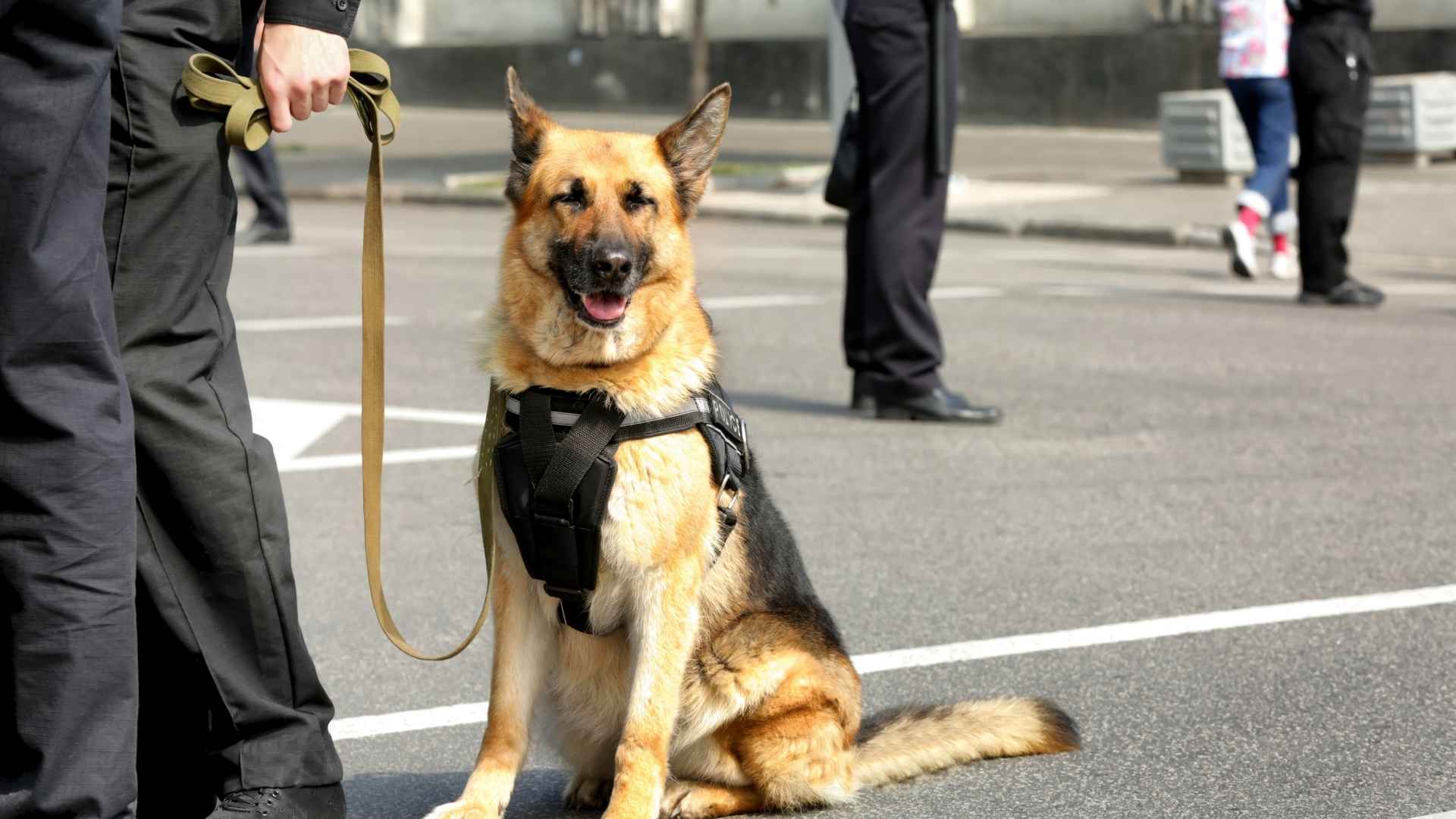 police dog breeds