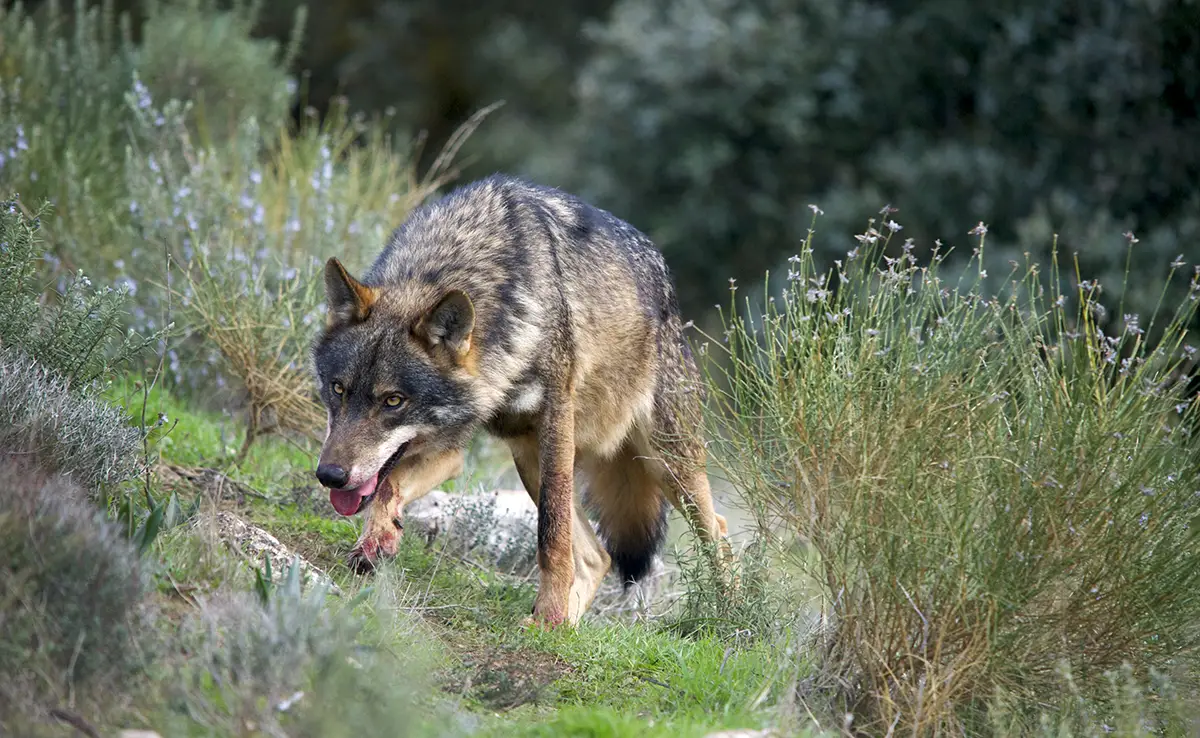 Iberian Wolf: Wie is hij? Hoe leeft hij?