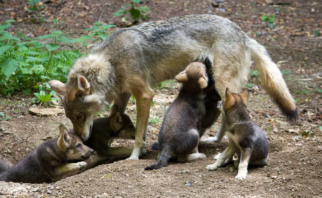 1745826609 reproduction loup 085905