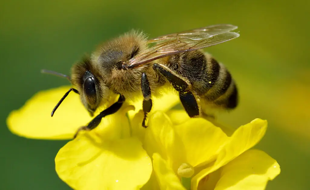 1746001210 abeille noire 061118