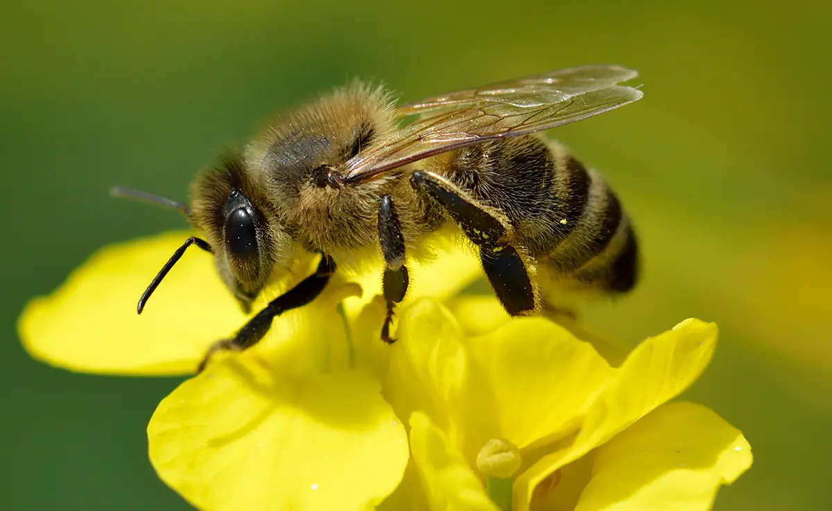 Black Bee (Apis mellifera mellifera), rustieke bij in gevaar!