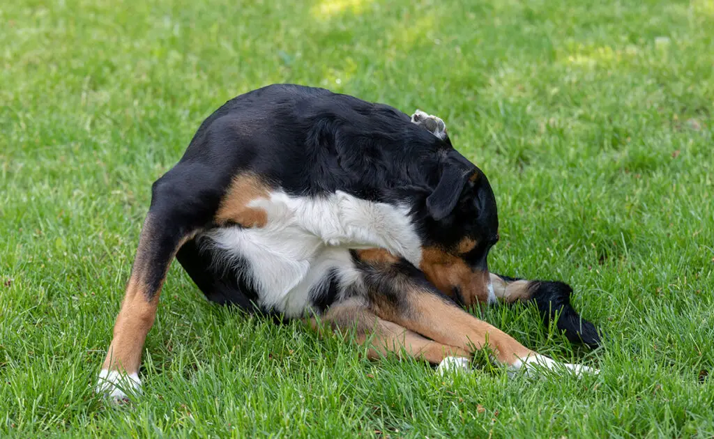 vermifuge chien 062908 1200 738