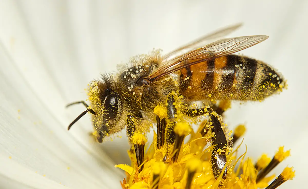 1747469110 abeille 061245