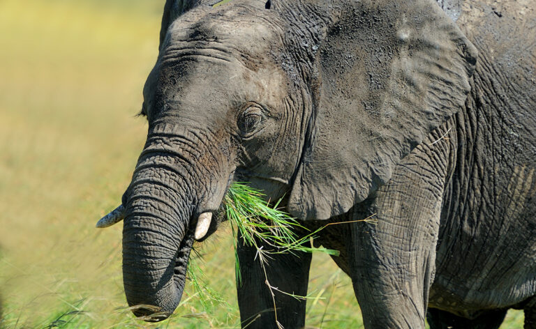 Wat Eet Een Spin? Wat Is Zijn Dieet?