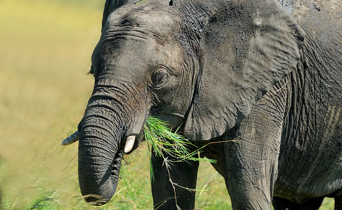 1748245509 regime alimentaire elephant 093207