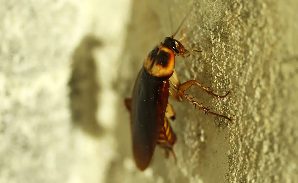 Top 10 meest schadelijke en vervelende insecten in het huis!