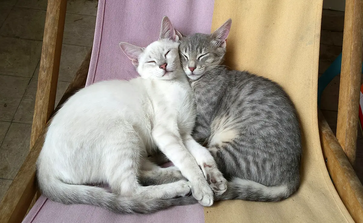 chat amoureux 062145 1200 738