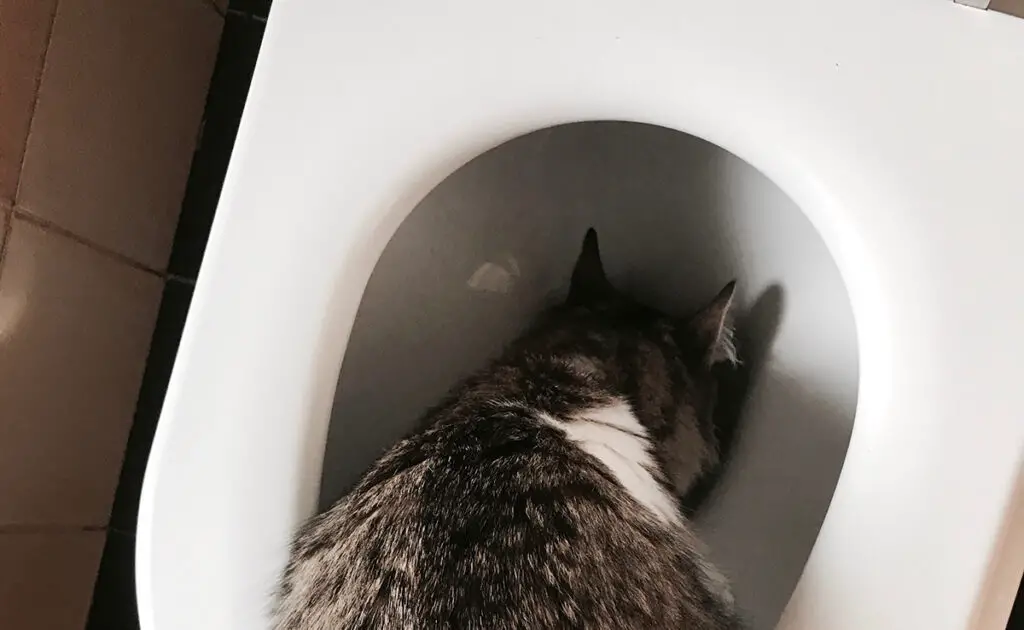 chat boit toilettes 055844 1200 738