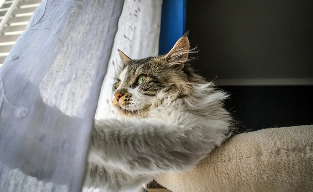 chat seul maison 062418 1200 738
