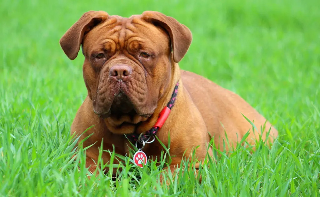 chien esperance vie courte 065033 1200 738