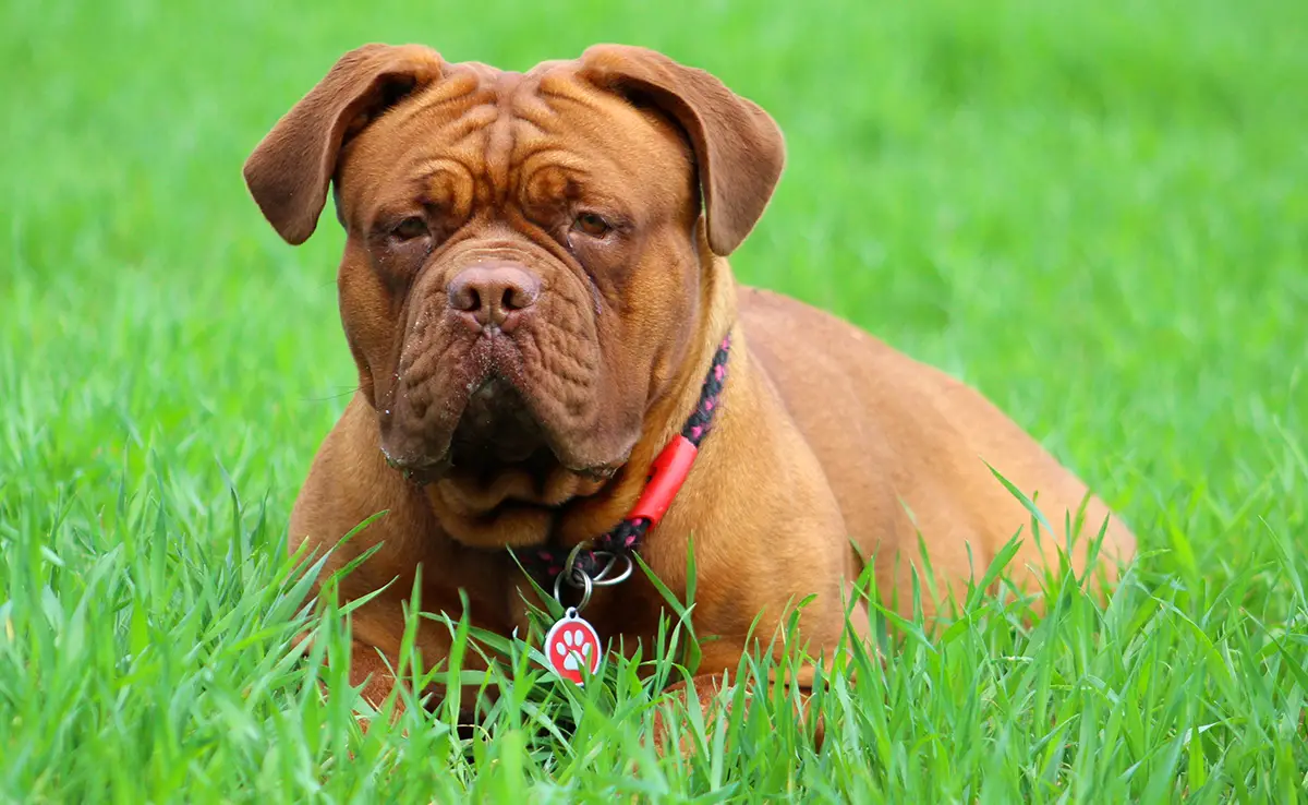 chien esperance vie courte 065033 1200 738