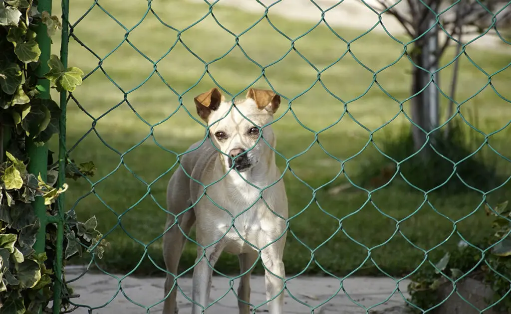 chien jardin 090541 1200 738