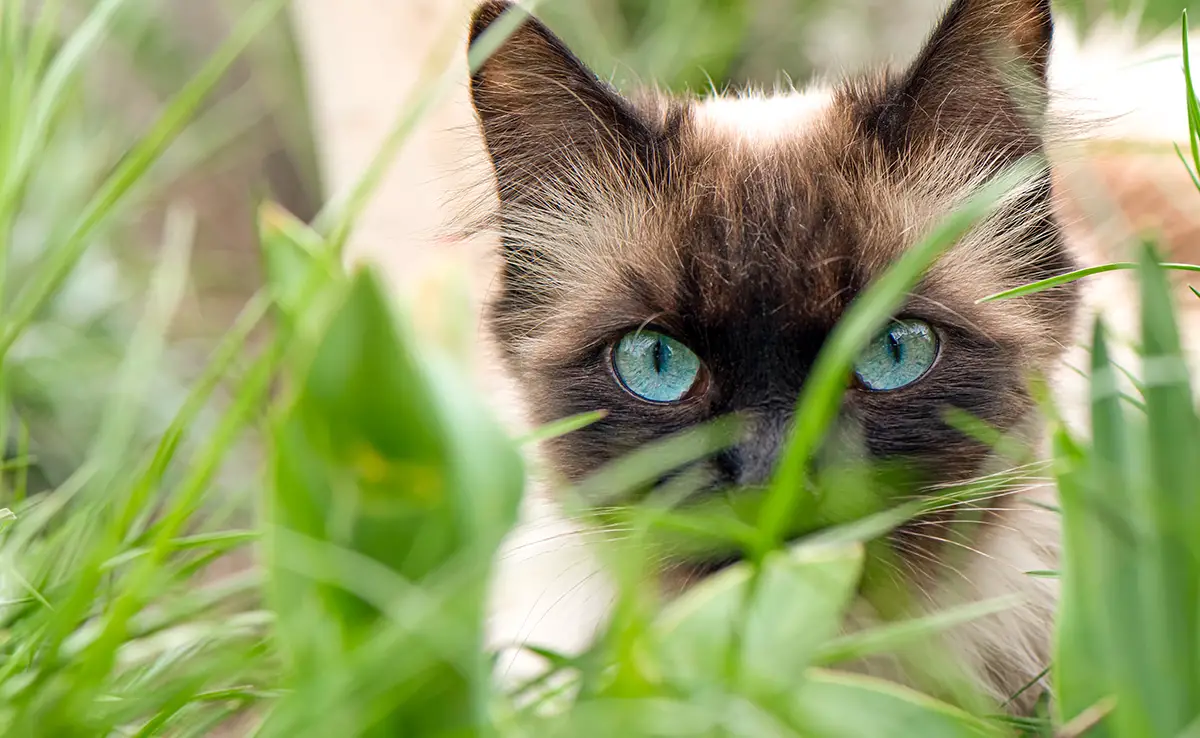 faire rentrer chat maison 061052 1200 738