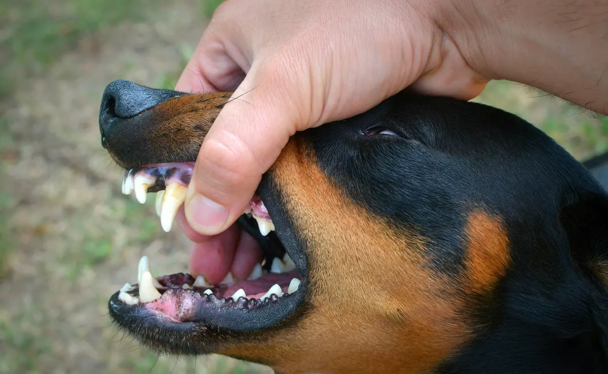 fermete education canine 061522 1200 738