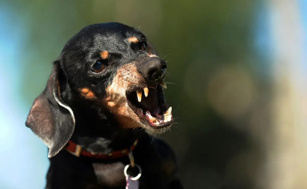 incompatibilite maitre chien 102104 1200 738