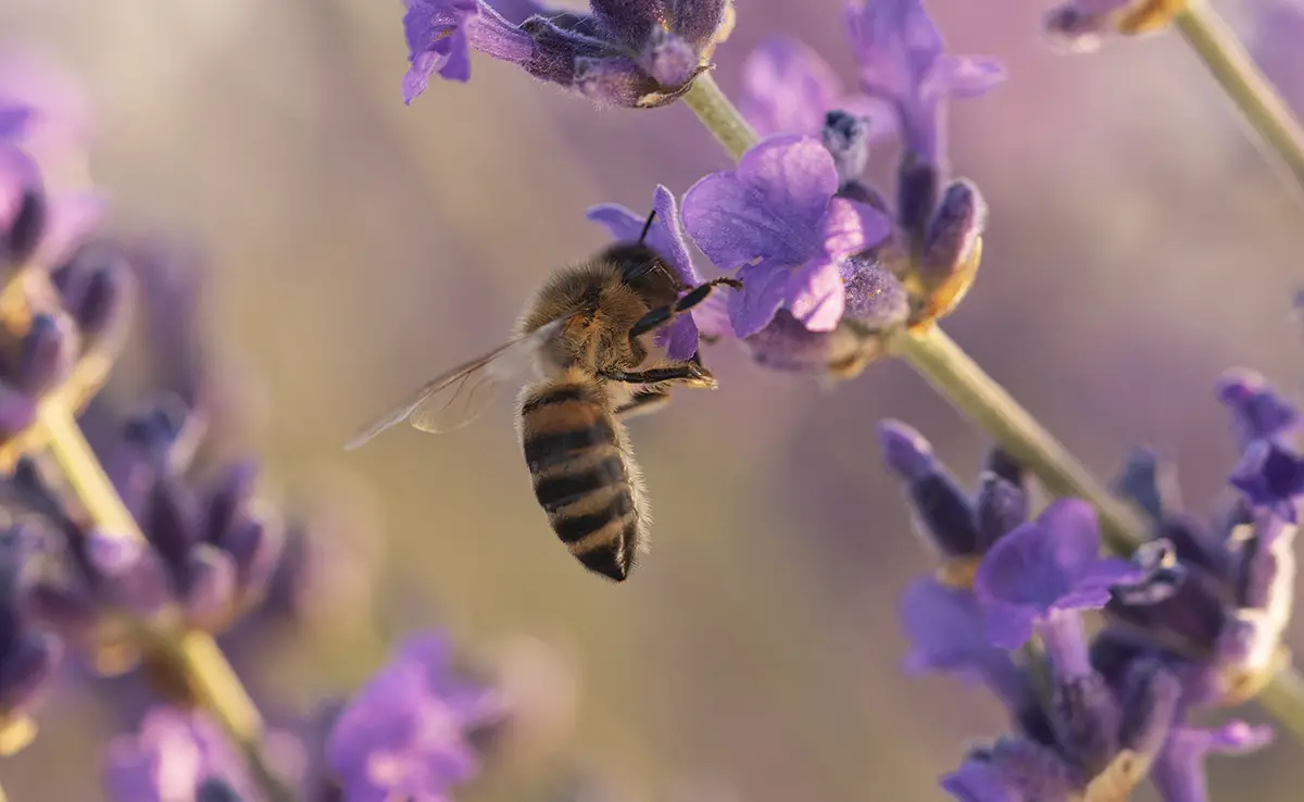 10 honingplanten om in de tuin te planten om bijen aan te trekken!