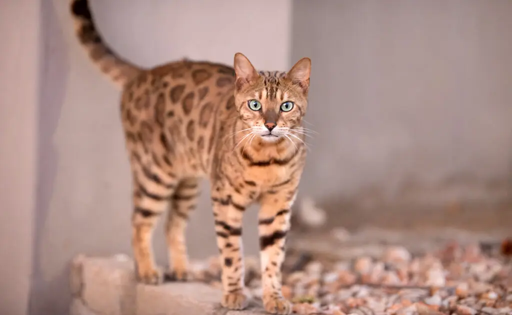 prejuge bengal 155001 1200 738