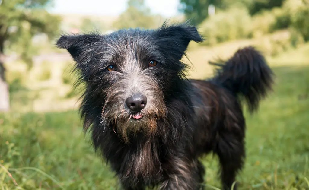 race chien 091922 1200 738