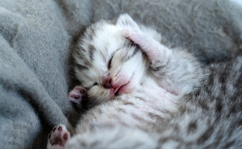 toucher chaton 060824 1200 738