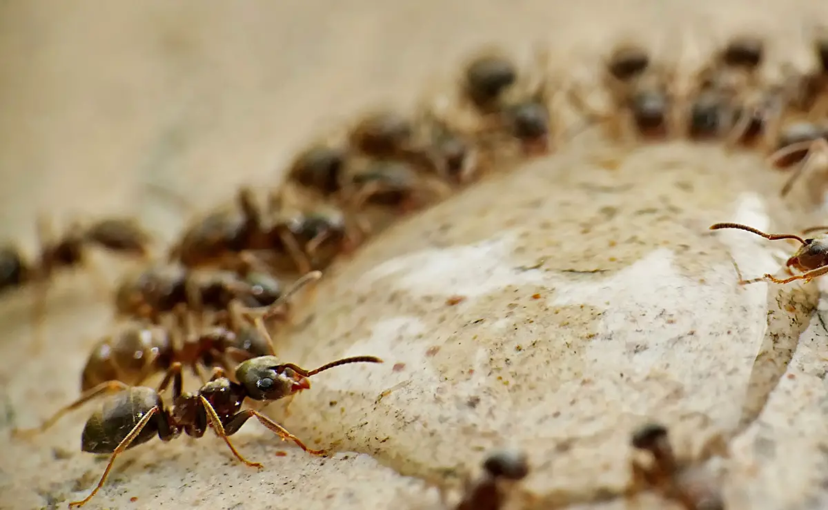 1750860611 fourmis mange dehors 114930