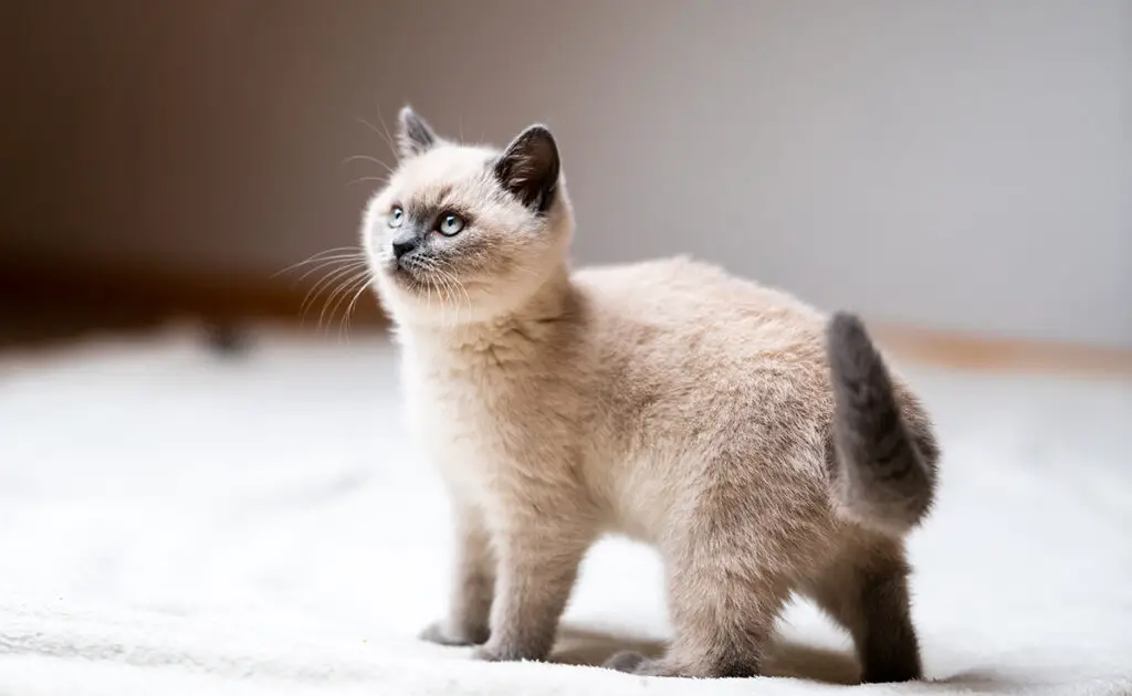 adopter chat budget 061528 1200 738