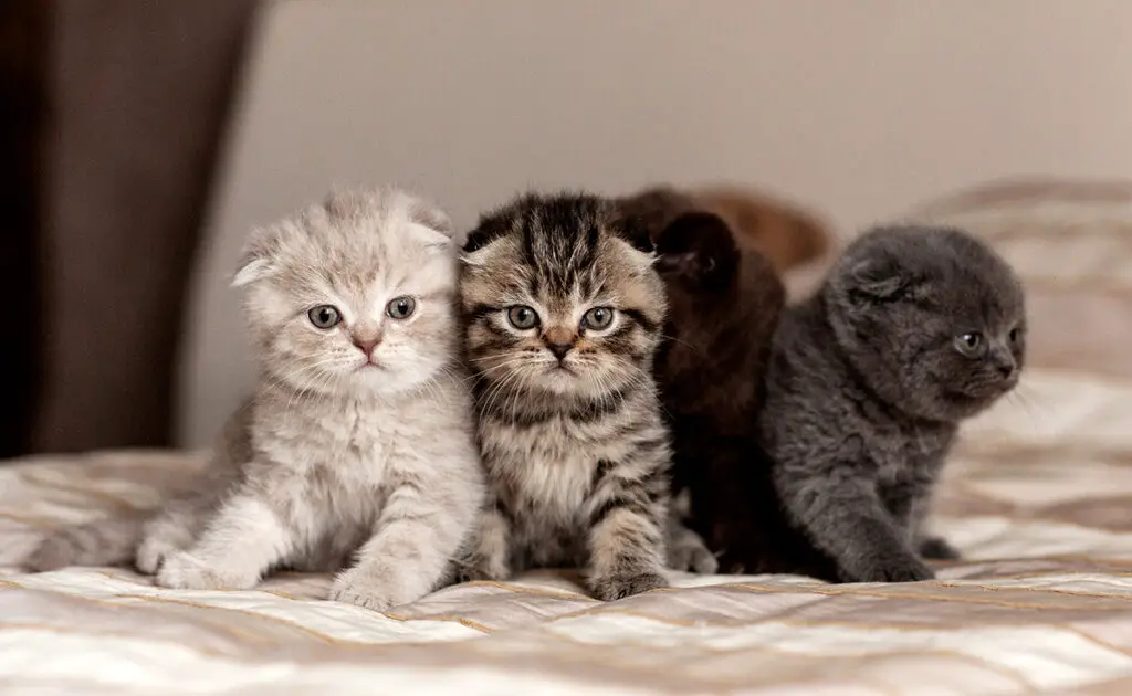 chat freres soeurs 142242 1200 738