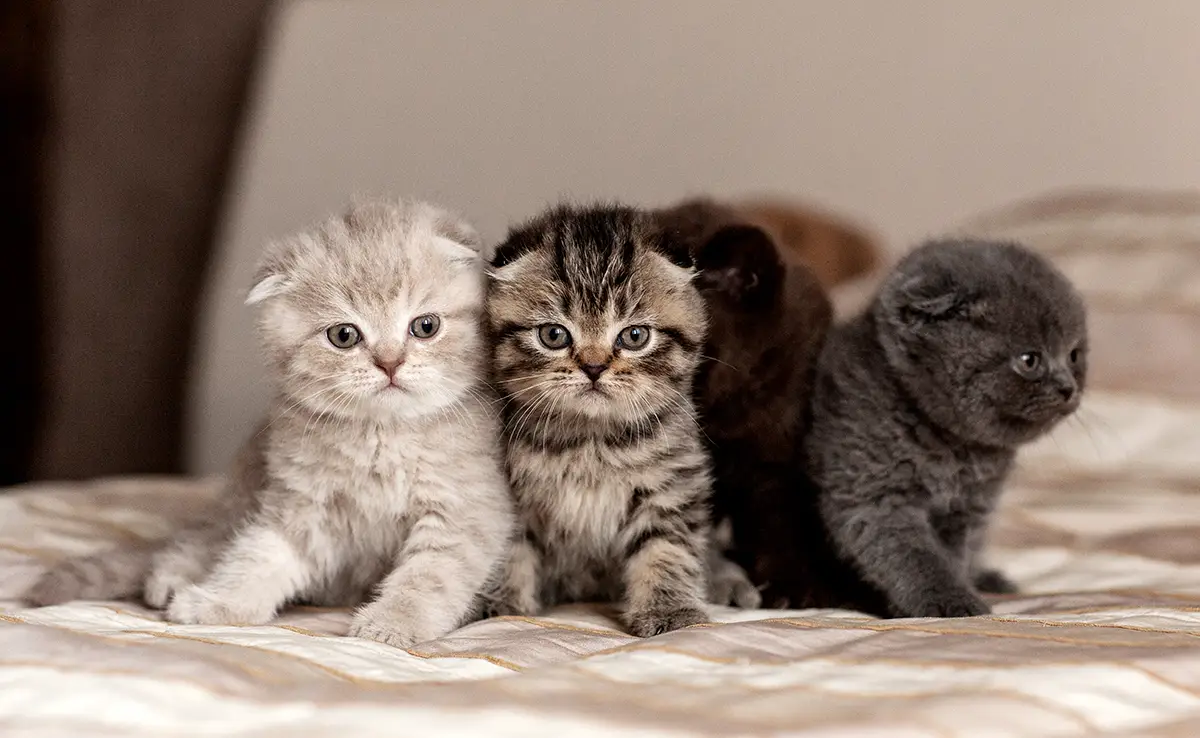 chat freres soeurs 142242 1200 738