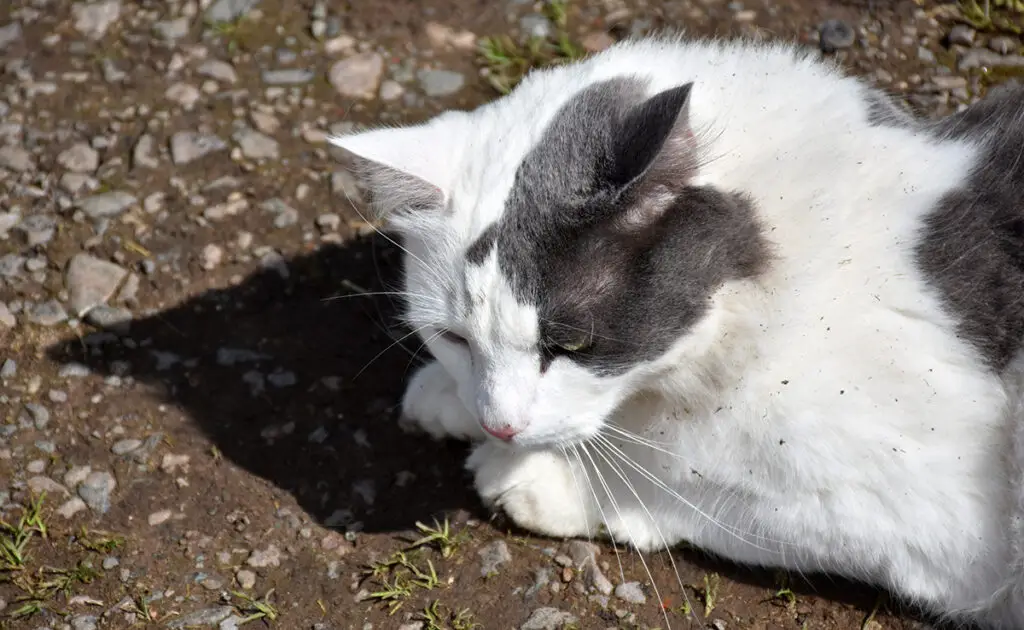 chat passe difficile 084007 1200 738
