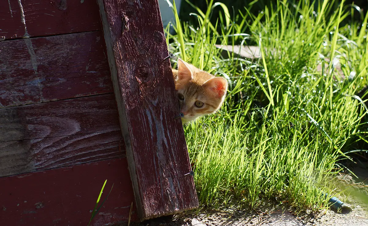 chat peur souris 053205 1200 738