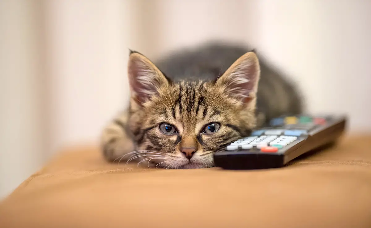 chat regarde television 062730 1200 738
