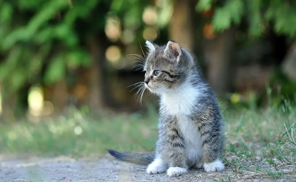 chaton ronronne 055031 1200 738