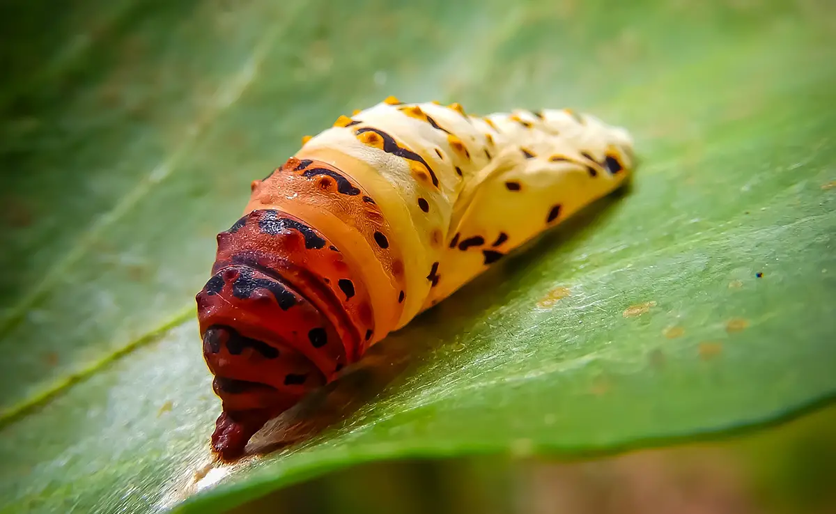 Cocon of Chrysalide: Welk verschil in de vlinder?