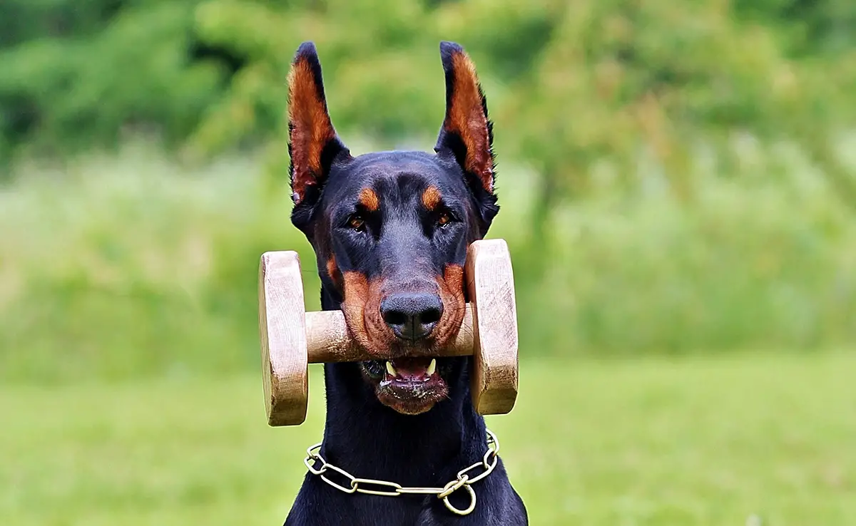 eduquer dobermann 074717 1200 738