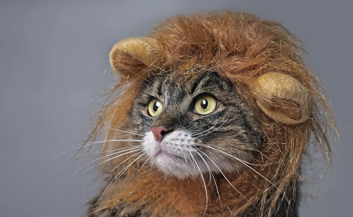 lion chat 062440 1200 738