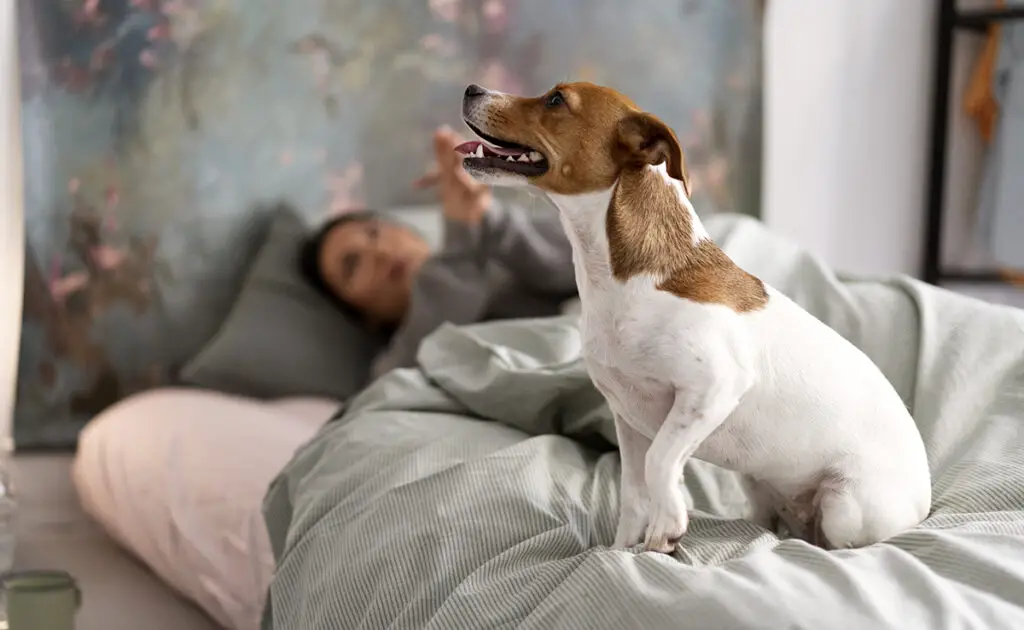 pas dormir avec chien 095852 1200 738
