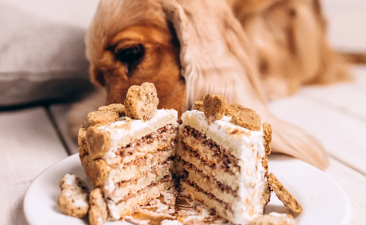 patisserie chien 143927 1200 738