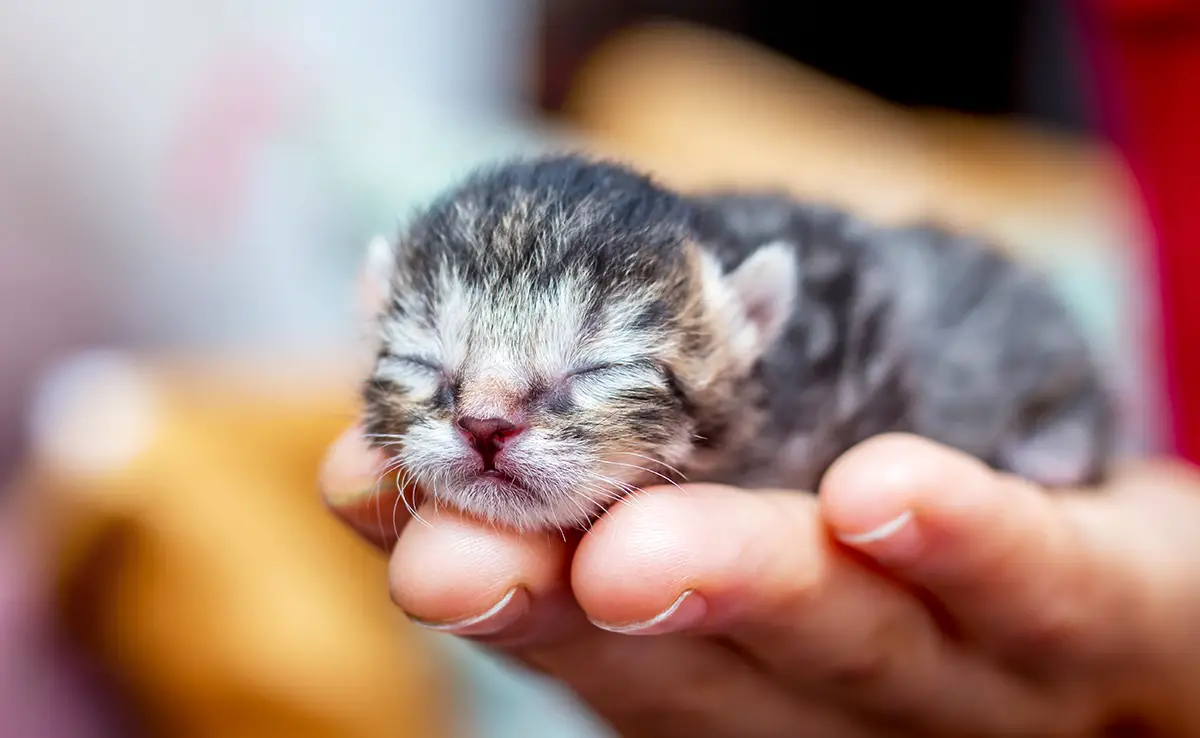 portee chaton 055340 1200 738