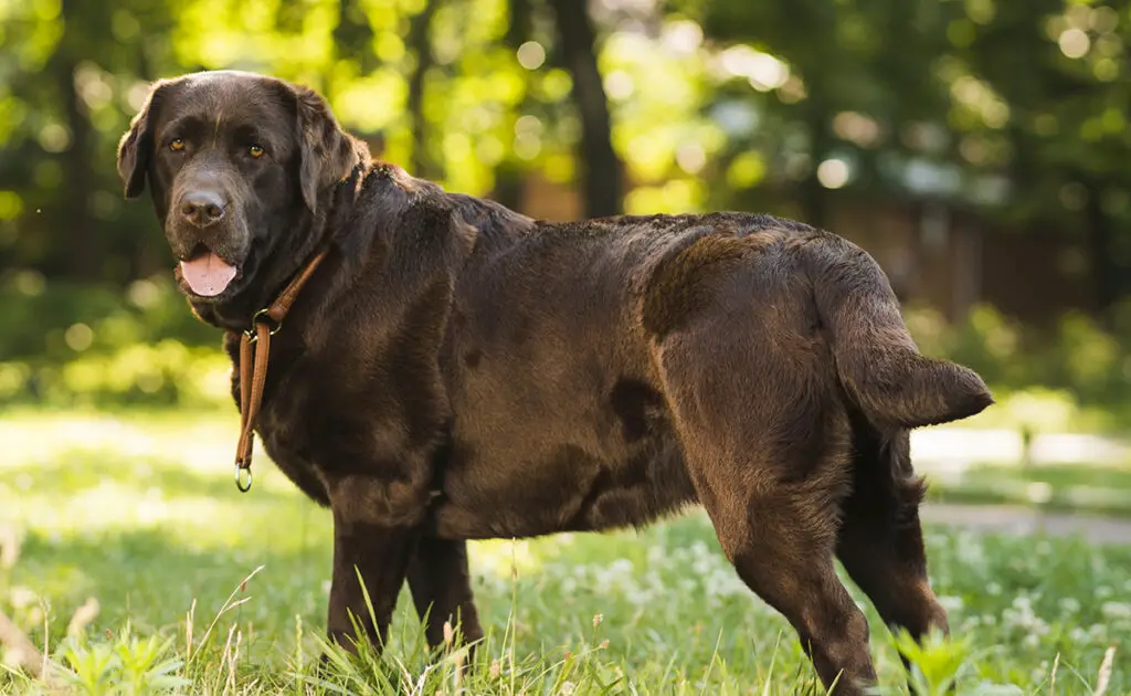 race chien obese 141801 1200 738