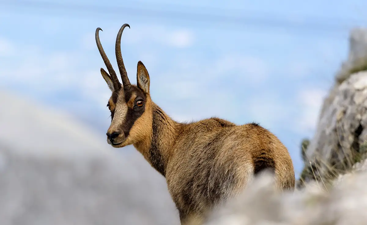1752393842 oberser chamois 093342