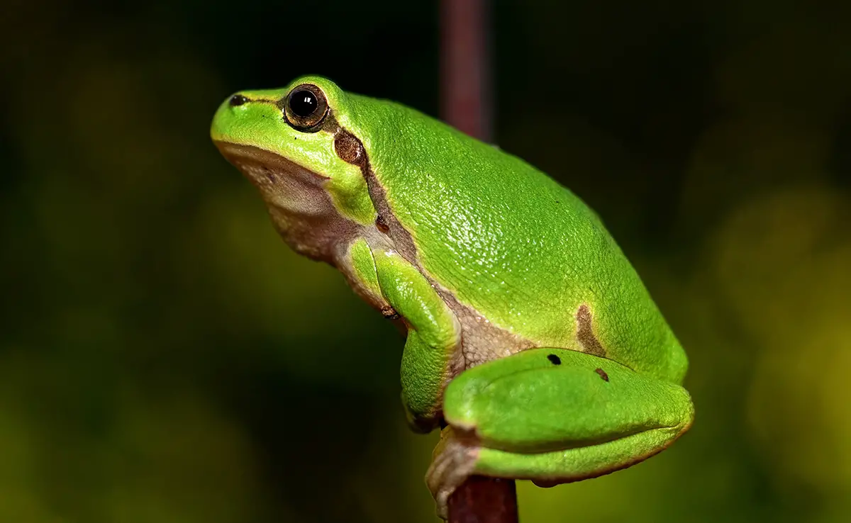 De Anoures, een groot gezin van amfibieën zonder staart die we allemaal kennen!
