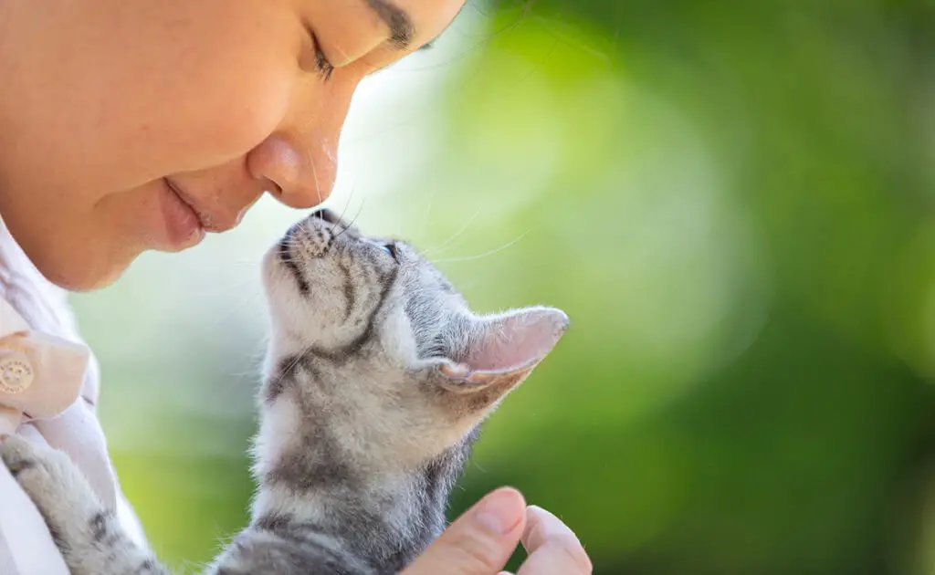 chat calin 063813 1200 738
