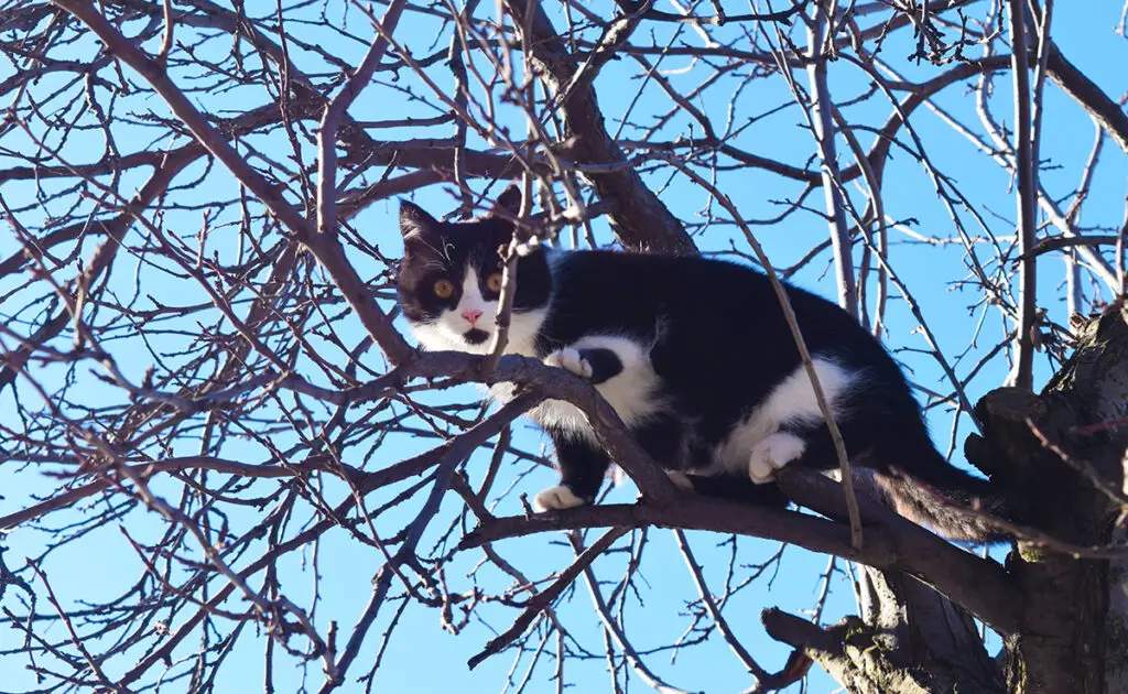 chat coince arbre 100349 1200 738