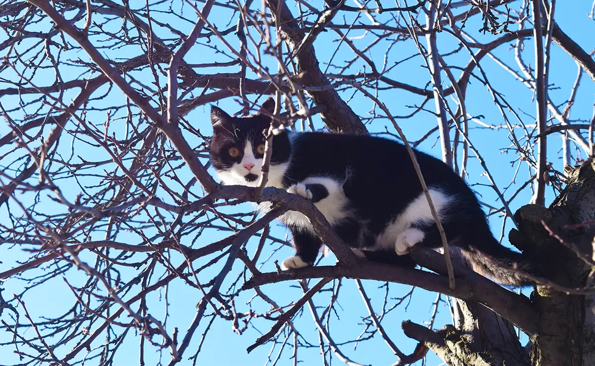 chat coince arbre 100349 1200 738