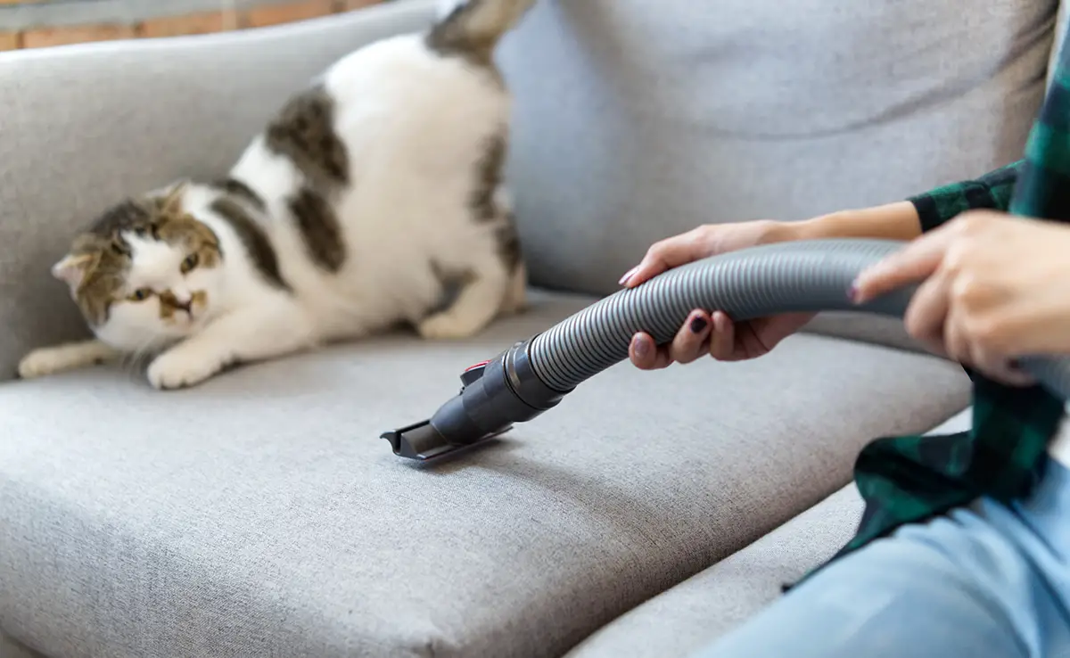 chat fou aspirateur 054605 1200 738