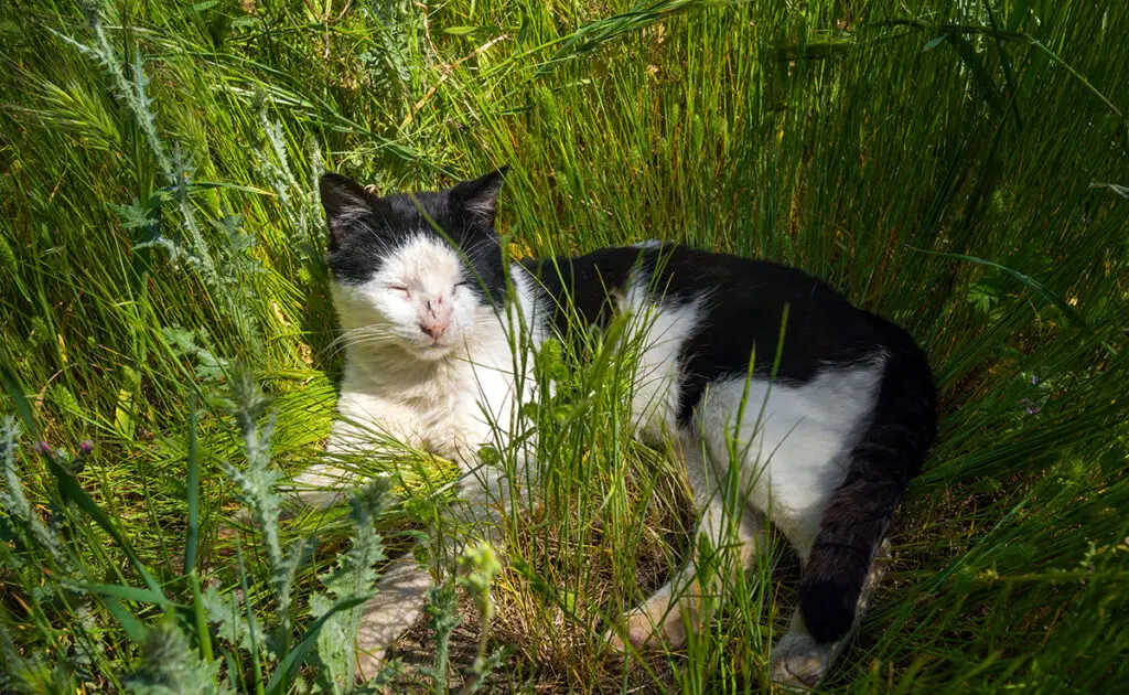 chat heureux campagne 062729 1200 738